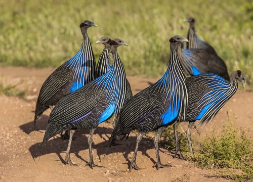 3-Days Samburu Simba Flying Package