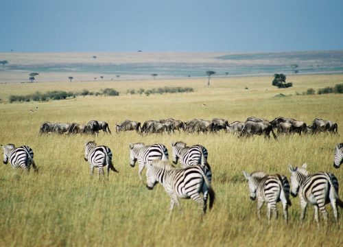 3-Days Maasai Mara Flying Package