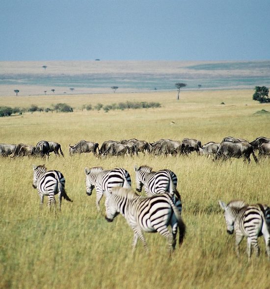 3-Days Maasai Mara Flying Package