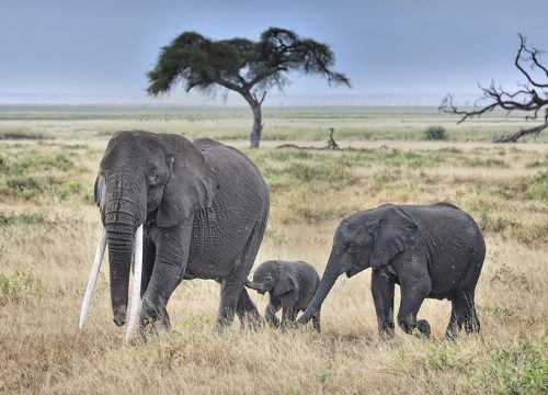 Discover Amboseli National Park: A Safari Adventure in the Shadow of Kilimanjaro