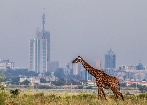 Explore Nairobi: Your Ultimate Guide to the Best Hotels and Excursions in Nairobi