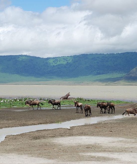 4-Days Ngorongoro & Serengeti Private Safari