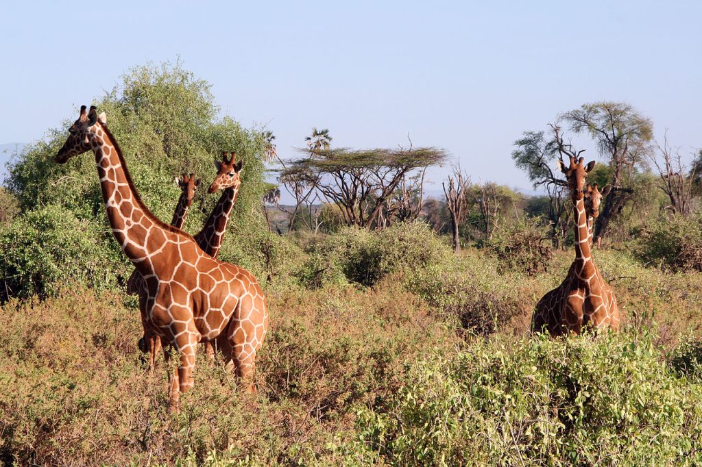 Discover Samburu (Kenya): A Hidden Gem for Unforgettable Safari Adventures