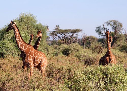 Discover Samburu (Kenya): A Hidden Gem for Unforgettable Safari Adventures