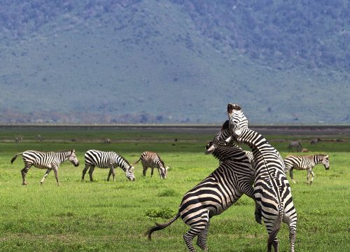 6-Days Ngorongoro, Serengeti & Lake Manyara Private Safari
