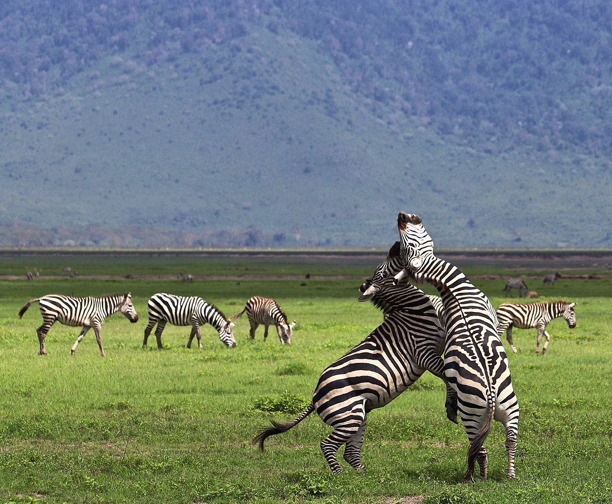 6-Days Ngorongoro, Serengeti & Lake Manyara Private Safari