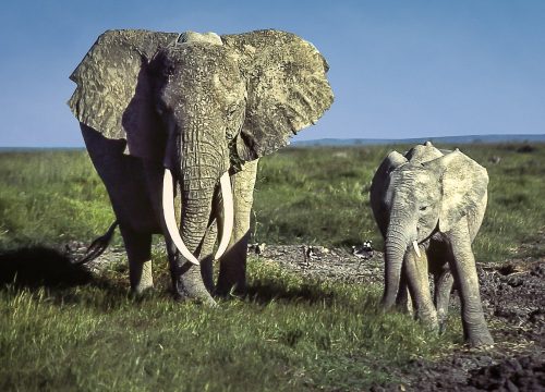 3-Days Amboseli National Park Flying Package