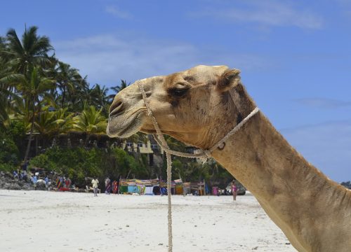 4-Days North Coast Flying Packages