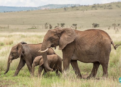 3-Days Amboseli National Park Road Package