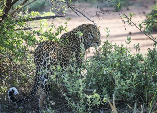 3-Days Salt Lick Safari Lodge Madaraka Express Package
