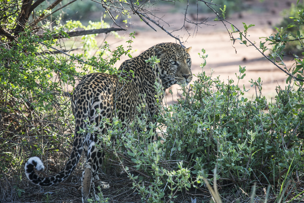 3-Days Salt Lick Safari Lodge Madaraka Express Package