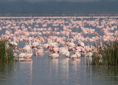 11 Days Best Of Kenya’s Wildlife & Beach Experience