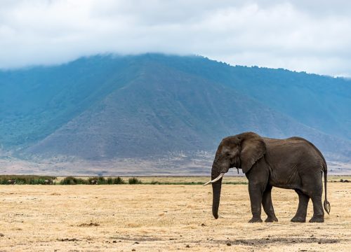3-Days Amboseli Flying Packages (Low Season Offers)