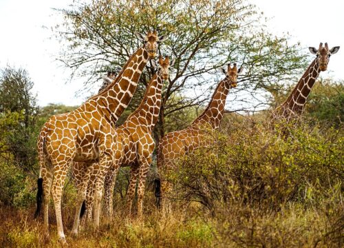 7-Days Elewana Collection Circuit